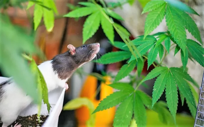 Rat and cannabis rats