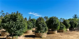 California cannabis farm pot farms