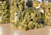 Jars of cannabis NYC