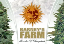 Barneys-420Magazine Home Page Barney's Farm