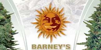 Barneys-420Magazine Home Page Barney's Farm