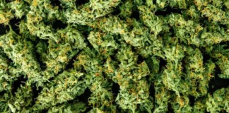 Cannabis buds 710 Labs