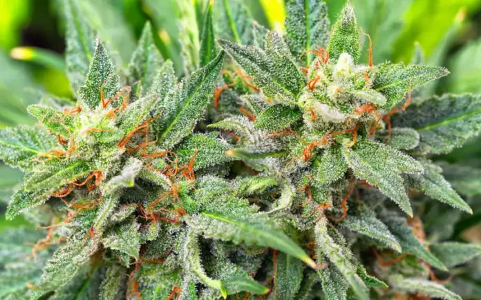 Cannabis flower macro Tennessee