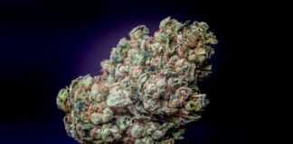 Cannabis nug Michigan marijuana