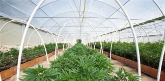 Indoor commercial cannabis grow Hop Latent Viroid