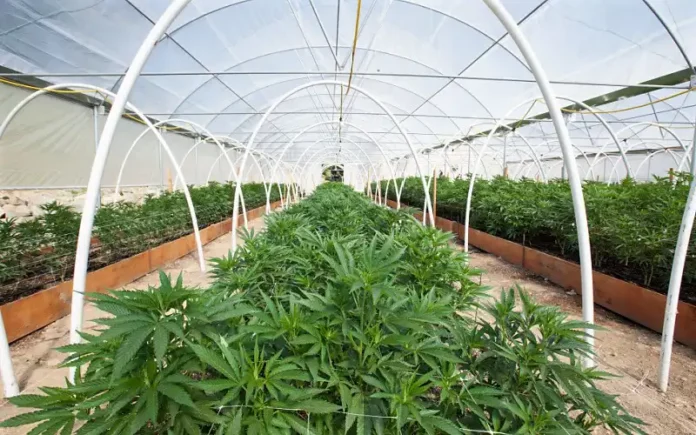 Indoor commercial cannabis grow Hop Latent Viroid