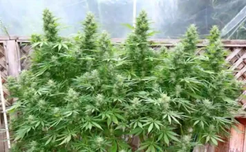 Jilly-Fox cannabis plant