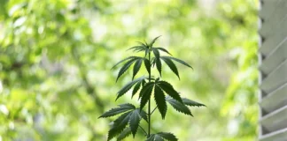 Small cannabis plant legalisation