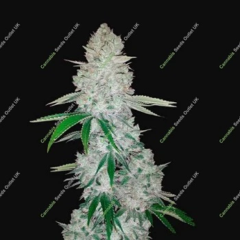GORILLA GLUE Cannabis Seeds Outlet UK