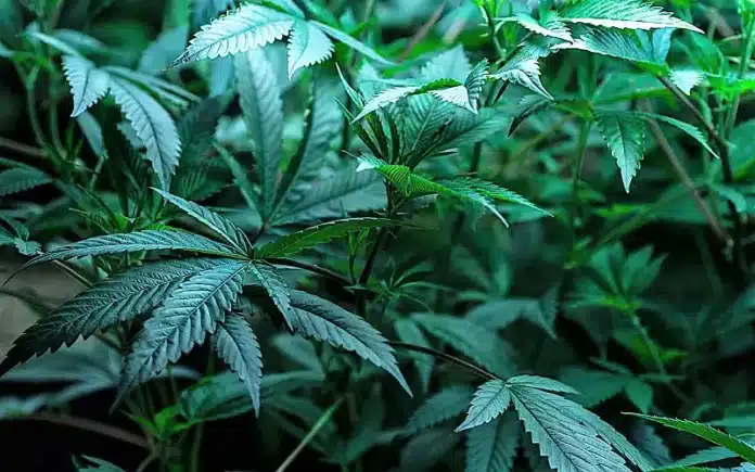 Cannabis leaves THCV