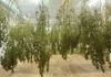 Drying cannabis Michigan