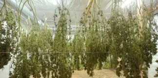 Drying cannabis Michigan