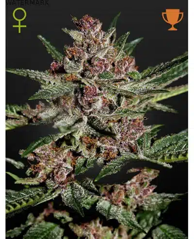 Bubba Kush
Mr Cannabis seeds