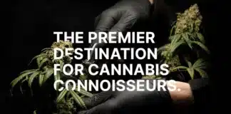 mrcannabisseeds home page Mr Cannabis Seeds