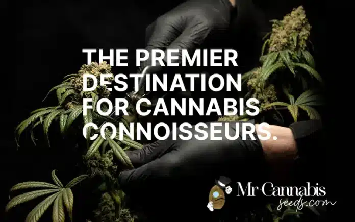 mrcannabisseeds home page Mr Cannabis Seeds