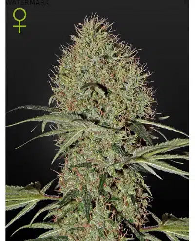 Super Bud Autoflowering
mr cannabis seeds