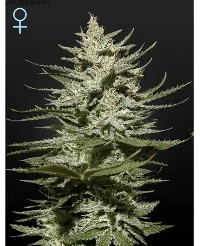 The Church CBD
mr cannabis seeds