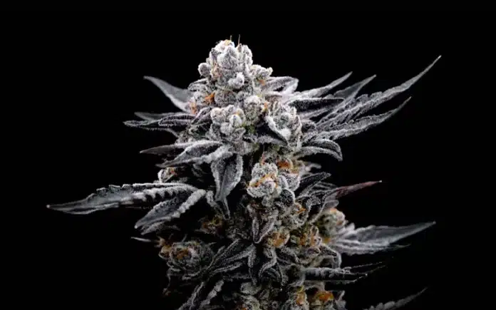 Cannabis flower legalisation