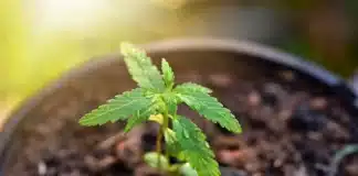 Cannabis seedling Brazil