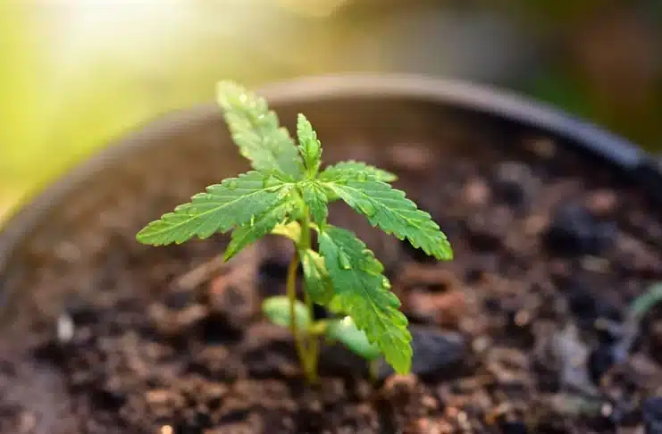 Cannabis seedling Brazil