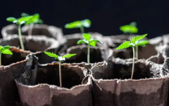 Cannabis seedlings WA
