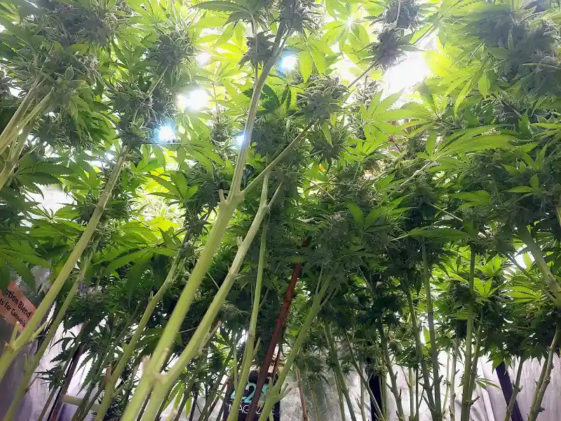 cannabis plants Cultiuana