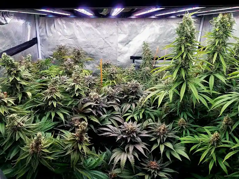 tent full of cannabis plants Cultiuana