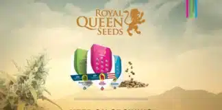 RQS Banners 4202 Royal Queen Seeds