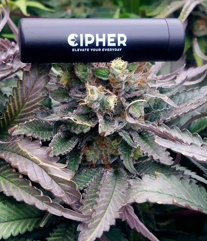 cipher and cannabis flower Nova