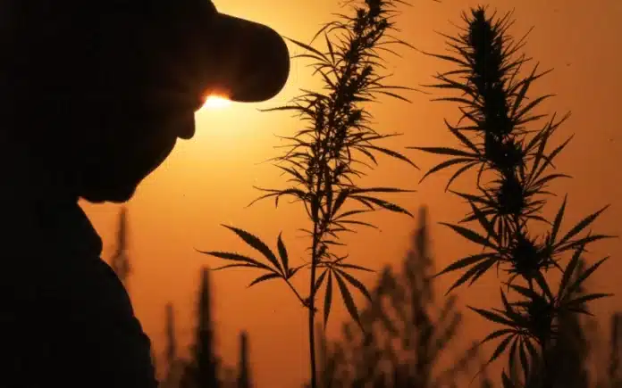 Silhouette man cannabis farm Oklahoma