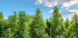 Cannabis farm Washington