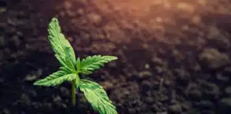 Young cannabis plant Virginia cannabis