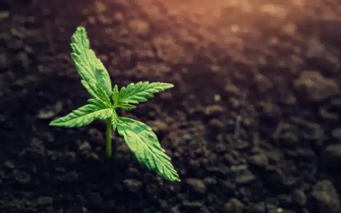 Young cannabis plant Virginia cannabis