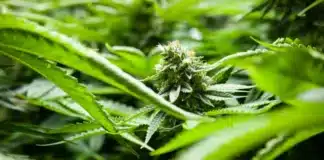 Cannabis bud Minnesota
