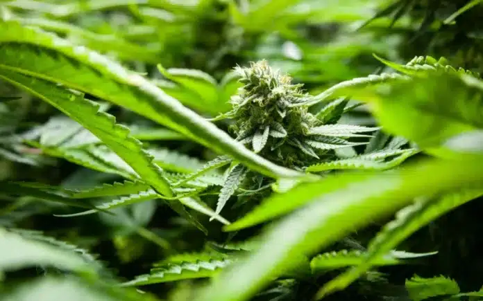 Cannabis bud Minnesota