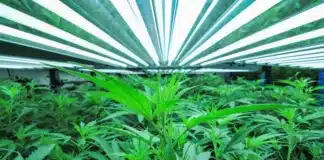Cannabis cultivated indoors Iowa Cannabis Co.