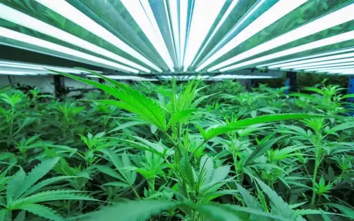 Cannabis cultivated indoors Iowa Cannabis Co.