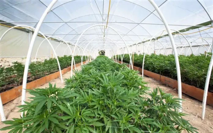 Cannabis greenhouse Emerald Family Farms