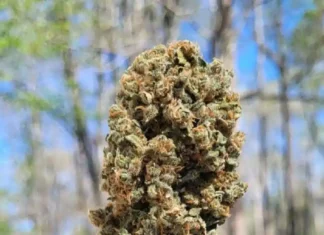 Nug-of-the-Month-April-2023 420 Magazine’s Nug of the Month
