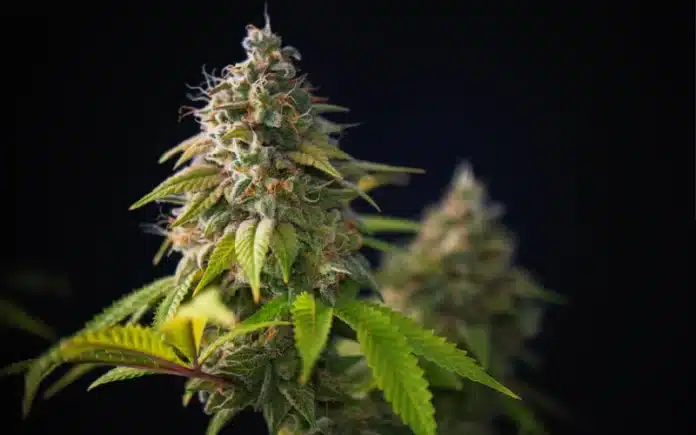 Cannabis flower legal weed