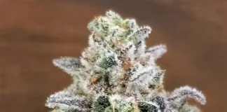 Cap Junky 420 Magazine’s Nug of the Month