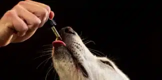 Dog licking drops of CBD The Benefits Of CBD For Pets