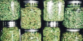 Multiple cannabis jars Connecticut cannabis