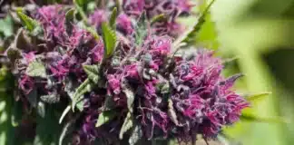 cannabis flower legalise cannabis
