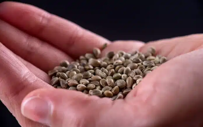 hand holding cannabis seeds Minnesota