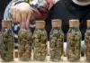 jars of cannabis Cannabis Regulators