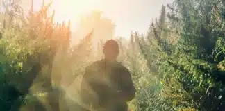 man in cannabis field Catalonia