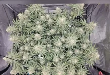 tropban_day65_4 420 Magazine Grow Journal of the Month