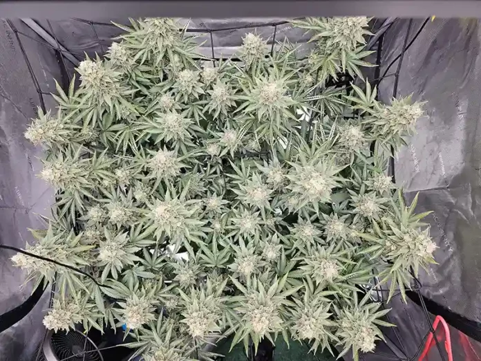 tropban_day65_4 420 Magazine Grow Journal of the Month