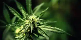 Flowering cannabis plant Maryland Public Defender